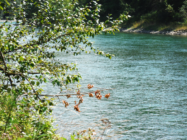 the Skagit River